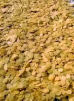 কাঁচা পটেটো চিপস ক্রাকার্স - Image 3